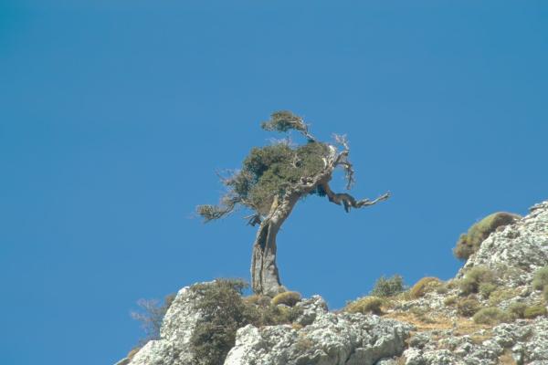 Imbros-Schlucht , Kreta (Griechenland)