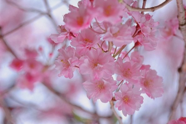 Fukuoka (Japan)