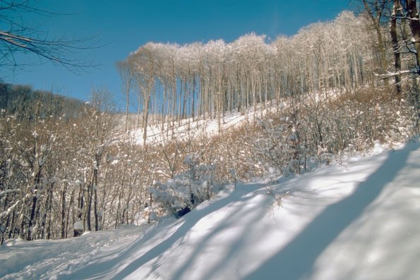 Wienerwald (Österreich)