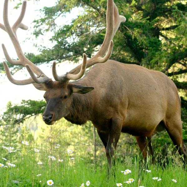 Wapiti, Wapiti