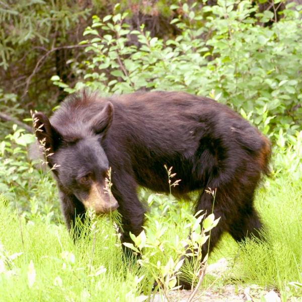 Black bear, Schwarzbär