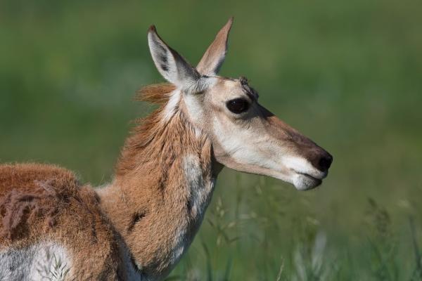Mule Deer