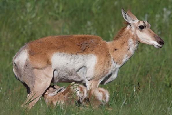 Mule Deer