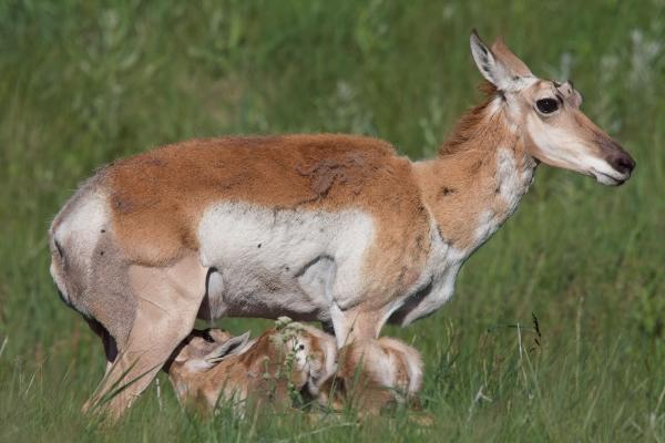 Mule Deer