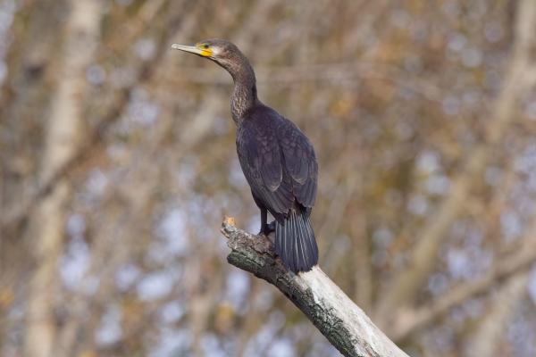 Kormoran
