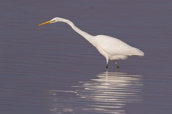 Silberreiher