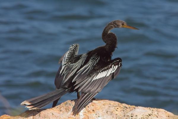American darter