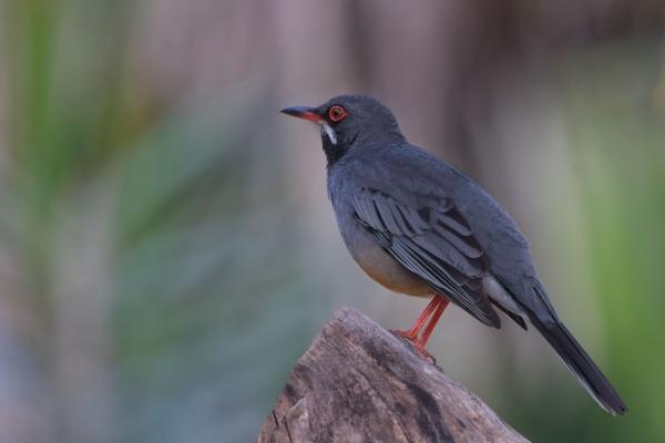 Red-legged Trush