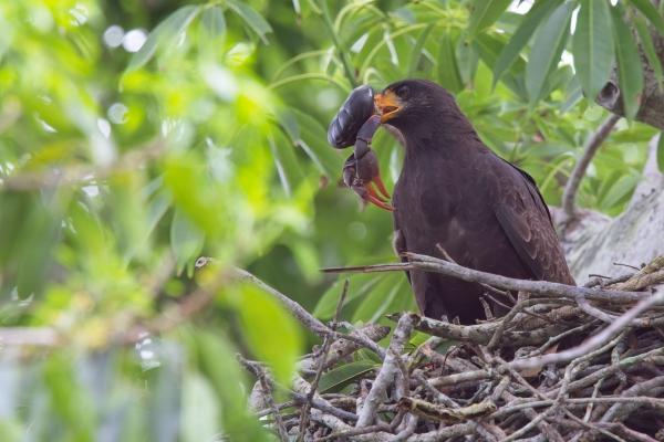 Common Black Hawk
