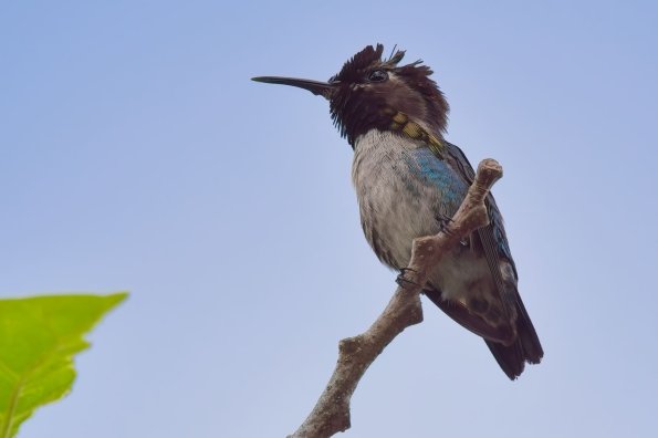 Bee Hummingbird