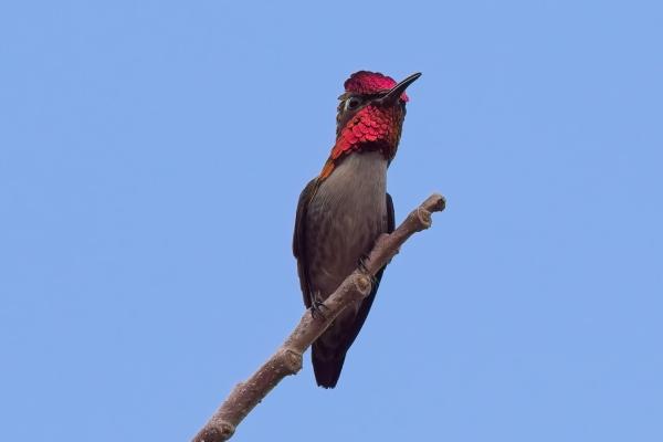 Bee Hummingbird
