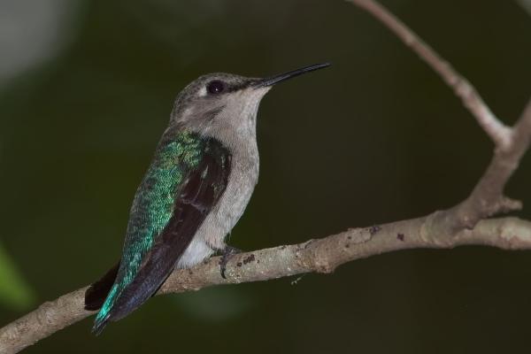 Bee Hummingbird