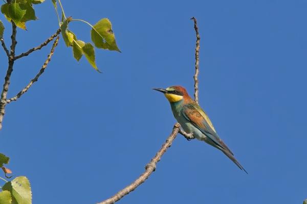 Bienenfresser (Merops apiaster), Hansag, AT