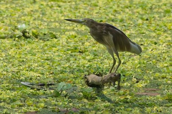 Pond Heron (Ardeola grayii), Kolkata , India