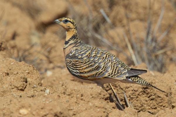 Pin-tailed Sandgrouse, near Toledo, Spain,