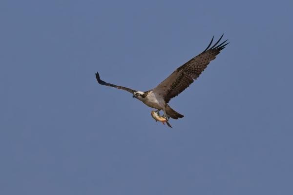 Fischadler (Pandion haliaetus), NP Seewinkel AT