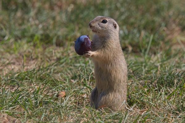Ziesel (Spermophilus citellus), Weiden, AT
