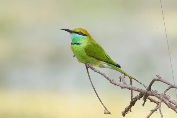 Green Bee-eater, India