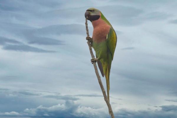 Red-breasted Parakeet
, India