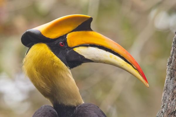 Great Hornbill, India