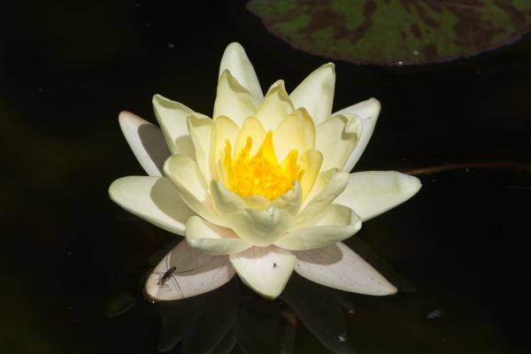 Seerose, Wien, AT