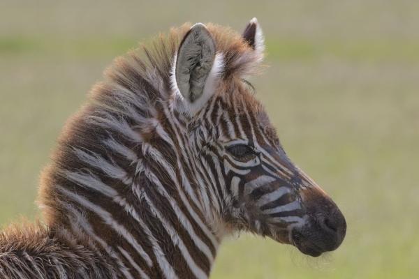 Plains Zebra / Steppenzebra, Masai Mara, Kenia