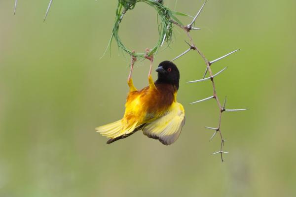 Jackson's golden-backed Weaver / Jacksonweber,, Serengeti, Tansania