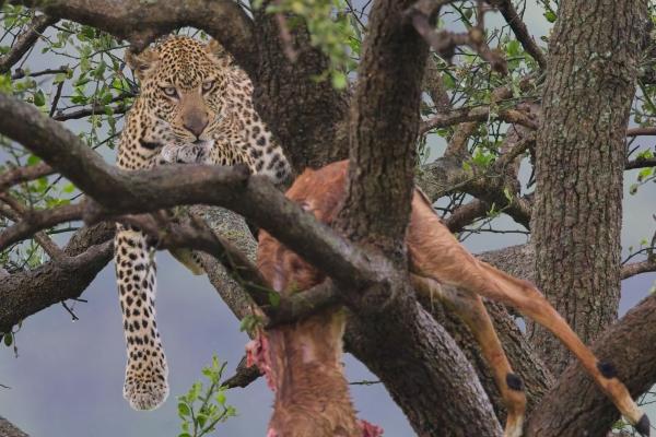 Leopard / Leopard, Serengeti, Tansania