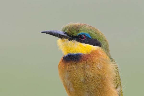 Little Bee-eater / Zwergspint, Ngorongoro Crater, Tansania